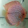 Dubbio acquisto coppia - last post by Biagio Vallefuoco