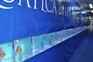 1discus_in_concorso