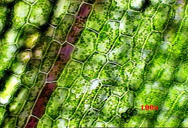 Chloroplasts