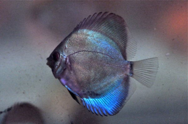 avan_12