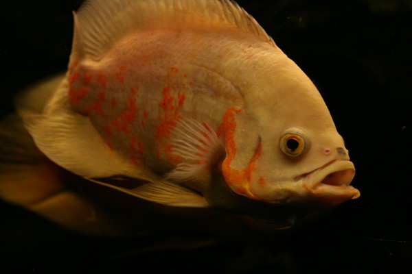 astronotus_3