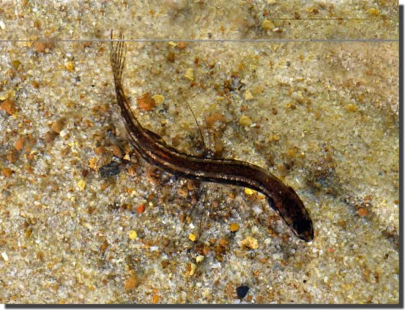 12_Top-view-of-male-and-how-they-move-(pelvic-fins-like-feet)_Australia_June09_H.Bleher