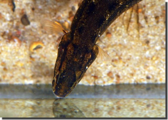 13_Head_Lepidogalaxias has a robust_wedge-shaped skull _Australia_June09_H.Bleher