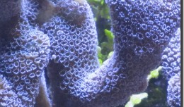060-260x152.jpg
