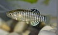 10_Aphanius-isfahanensis_male_coll.1_Isfahan_Iran_Sept.2009-N.Khardina-120x72.jpg