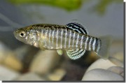 10_Aphanius-isfahanensis_male_coll.1_Isfahan_Iran_Sept.2009-N.Khardina-180x119.jpg