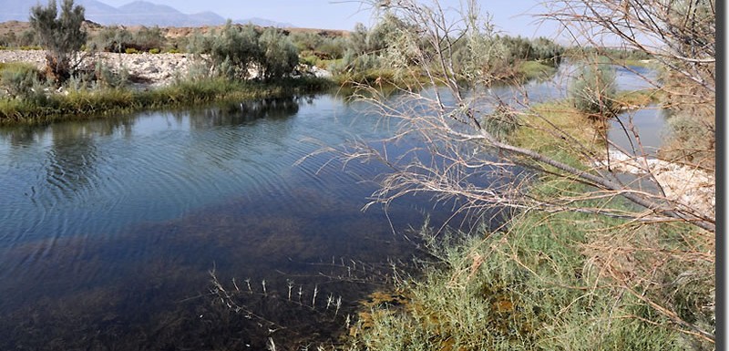 29_Habitat_main-portion_but-stagnant_no-flow-anymore_coll.6_between-Hormud-and-Tangdalan_Iran_Sept.2009-N.Khardina-800x385.jpg