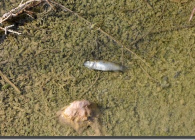 30_Dead-Aphanius_same_oversalted-habitat_coll.6_between-Hormud-and-Tangdalan_Iran_Sept.2009-N.Khardina-390x280.jpg