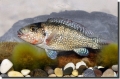 44_Iranocichla-hormuzensis_population-2_coll.10_42km-from-Bandar-Abbas-and-Hadji-Abad_South-Iran_Sept.2009-.Khardina-574x380_thumb.jpg