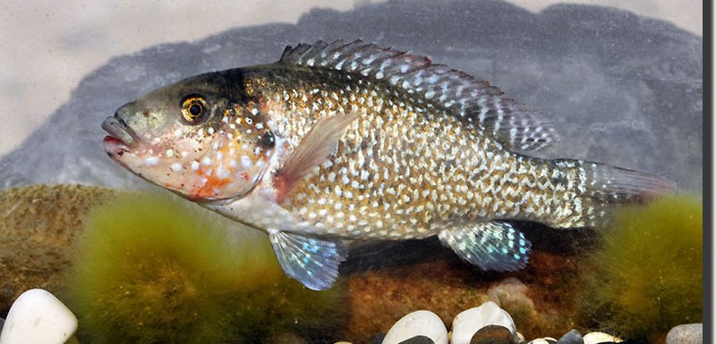 44_Iranocichla-hormuzensis_population-2_coll.10_42km-from-Bandar-Abbas-and-Hadji-Abad_South-Iran_Sept.2009-.Khardina-800x385.jpg