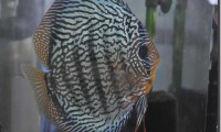DSC_0004-200x120.jpg