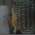 DSC_0052-120x120.jpg