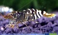 IMG_4219-120x72.jpg