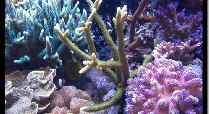 Luca23-710x385.jpg