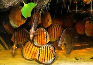 biotopi wild