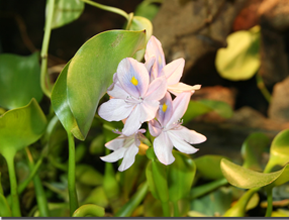 eichornia
