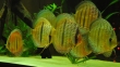 [Symphysodon discus] L'Heckel Discus