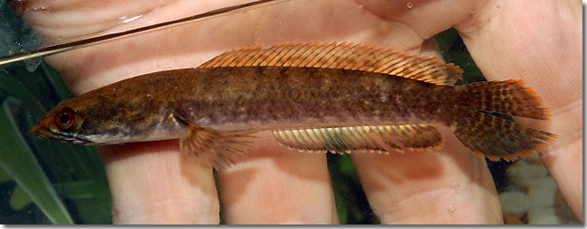 18 Channa-gachua_adult_Sungai-Mungkat_Western-Kalimantan_Borneo_H