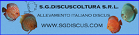 Sg Discuscoltura
