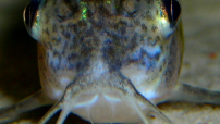 cory Un Corydoras, primo piano dei barbigli