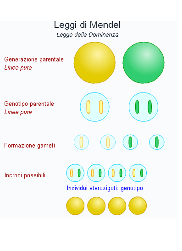 prima_legge_mendel1.jpg