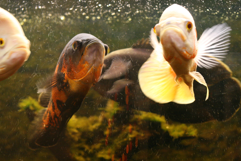 astronotus_bianco_nero.jpg