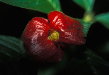 Fiori esotici...
