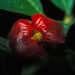 Fiori esotici...