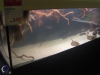 prodotto_acquario-amazzonico