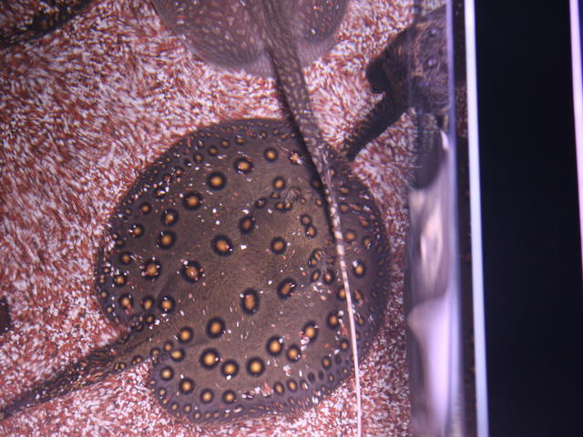 P.motoro e Plesitrygon iwamae(antenna ray).JPG