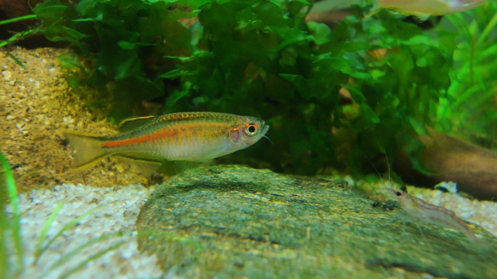 danio choprae