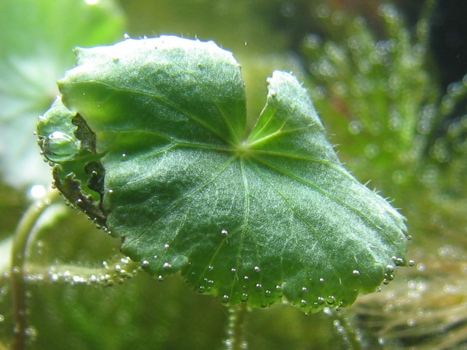 hydrocotyle leucocephala