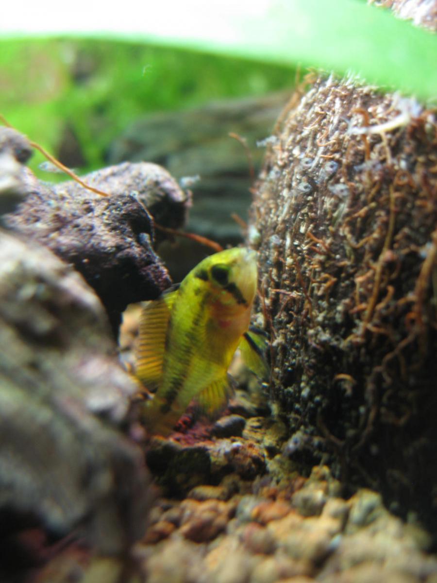 apistogramma borelli femmina con prole