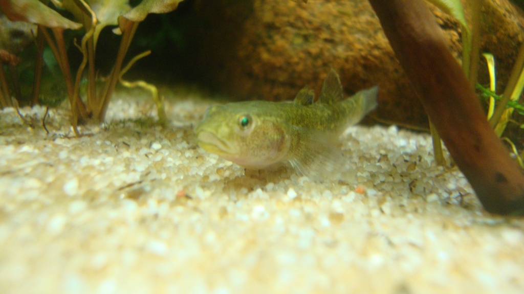 chlamidogobius eremius