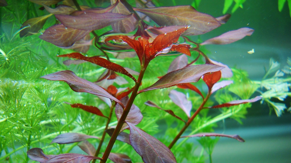 ludwigia weinrot