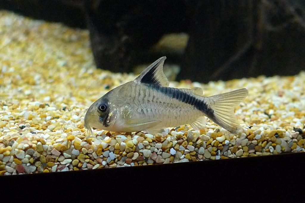 Corydoras Melini