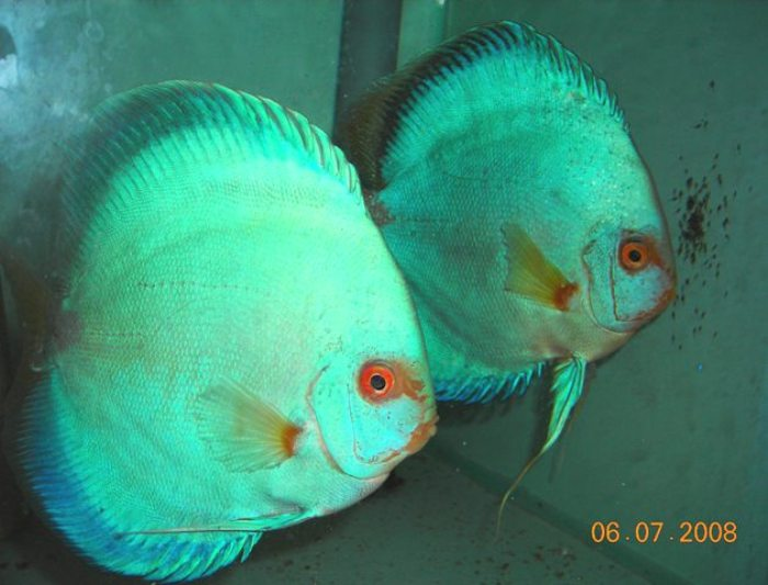 Formare una coppia di discus!! - L'ABC della vasca per discus ...