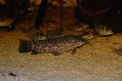 Hoplosternum Thoracatum