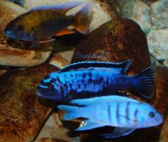 aulonocara jacobfreibergi cape mclear   Metriaclima Msobo Magunga   Cynotilapia Sp. hara gallireya reef