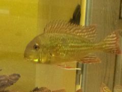 Geophagus Altifrons