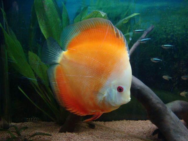 Discus melom