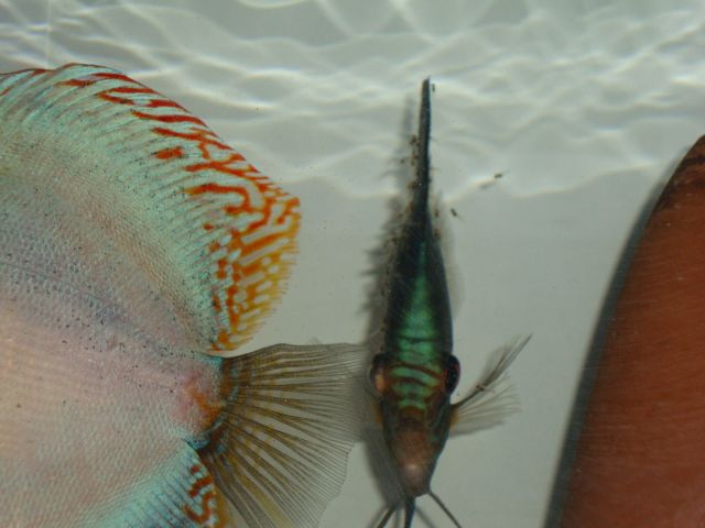 3°g nuoto libero