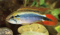 apistogramma-agassizi-double-red-14.jpg