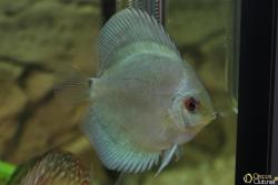 Discus2.JPG