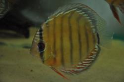 discus5.jpg