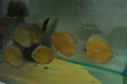 discus3.jpg