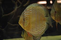 discus2.jpg