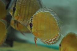 discus9.jpg