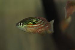 DSC_0036_l.jpg