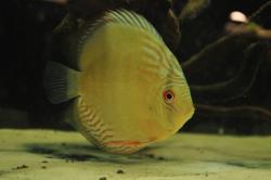 discus7.jpg
